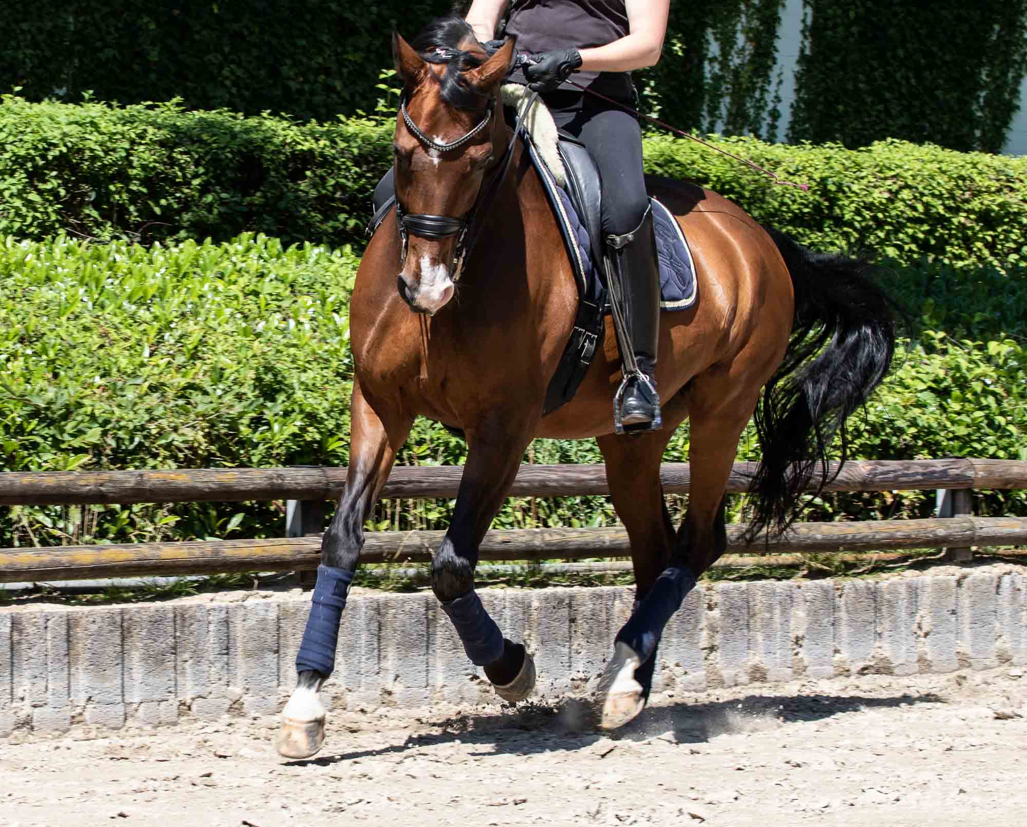Equi-Reflection-on-horse-18