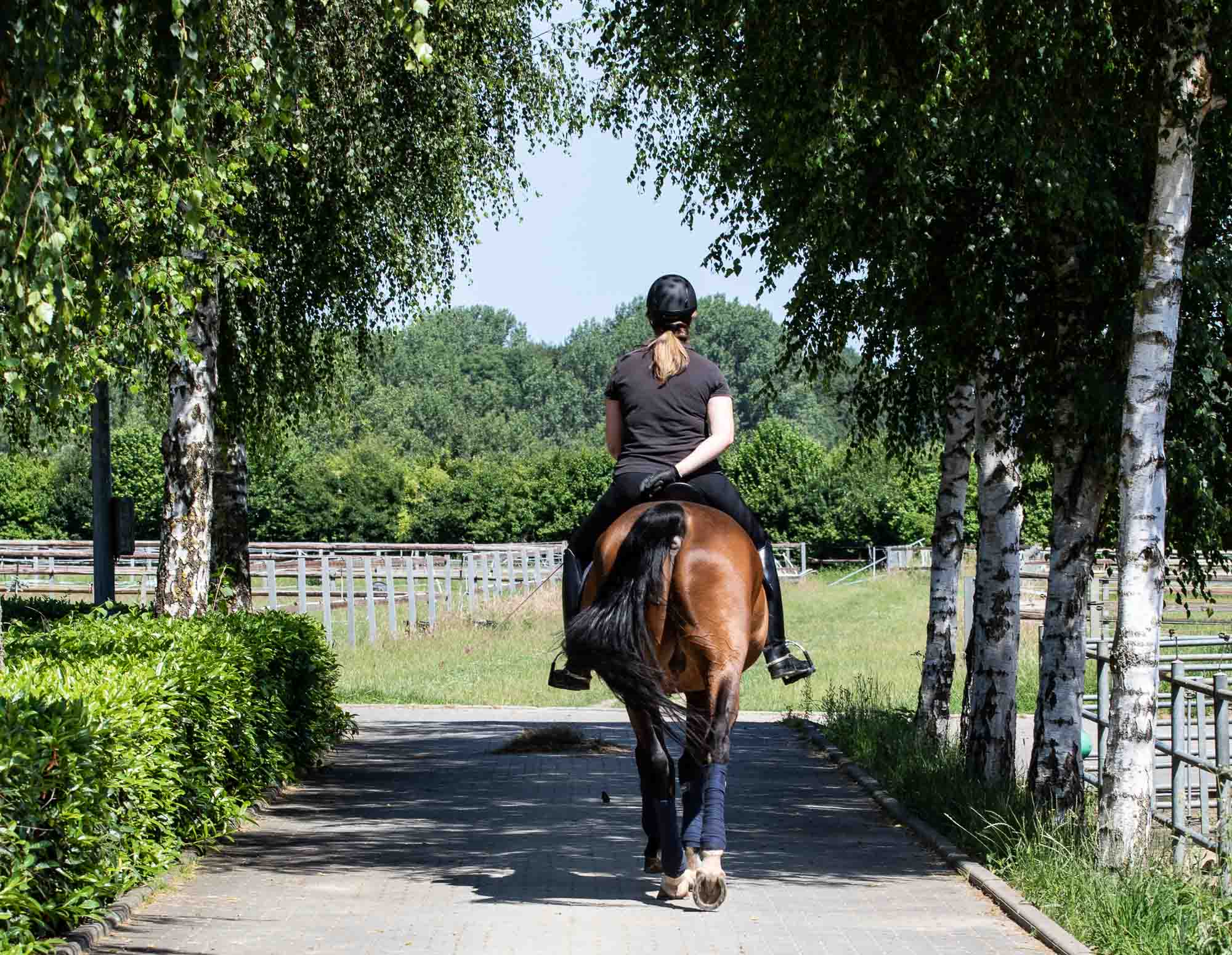 Equi-Reflection-on-horse-24